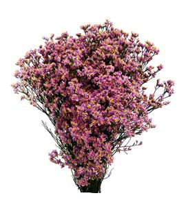 Limonium sugar diamond 70 - LIMSUGDIA