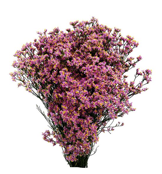 Limonium sugar diamond 70 - LIMSUGDIA