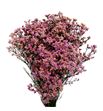 Limonium sugar diamond 70 - LIMSUGDIA