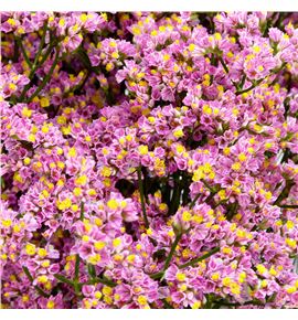 Limonium sugar diamond 70 - LIMSUGDIA