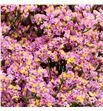 Limonium sugar diamond 70 - LIMSUGDIA1