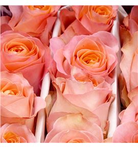 Rosa ecu coral reef 60 - RECORREE