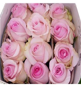 Rosa ecu nena 40 - RENEN