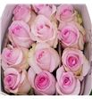 Rosa ecu nena 40 - RENEN1