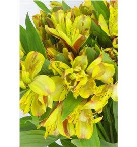 Alstroemeria fancy amarilla - ALSEAMA