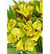 Alstroemeria fancy amarilla - ALSEAMA1