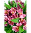 Alstroemeria fancy fucsia - ALSEFUC1