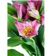 Alstroemeria fancy fucsia - ALSEFUC2