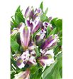 Alstroemeria fancy morada - ALSEMOR1