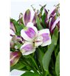 Alstroemeria fancy morada - ALSEMOR2