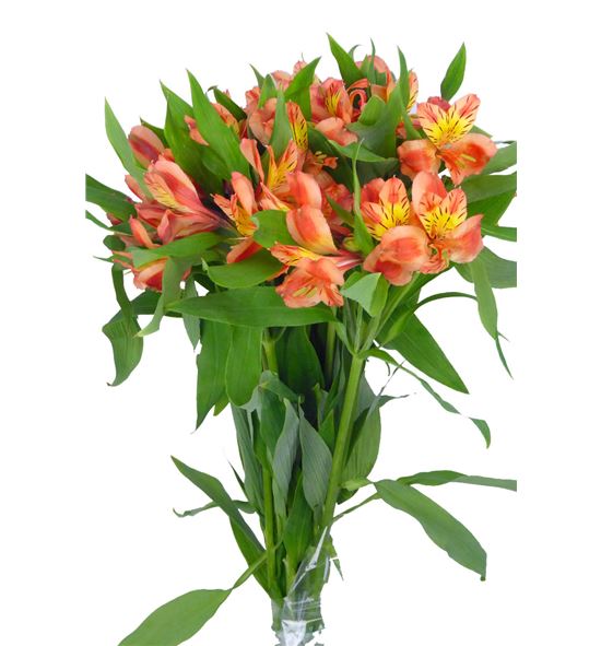 Alstroemeria fancy naranja - ALSENAR