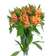 Alstroemeria fancy naranja - ALSENAR