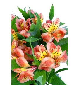 Alstroemeria fancy naranja - ALSENAR