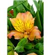 Alstroemeria fancy naranja - ALSENAR2