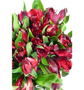 Alstroemeria fancy rojo - ALSEROJ