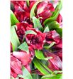 Alstroemeria fancy rojo - ALSEROJ2