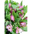 Alstroemeria fancy rosa - ALSEROS1