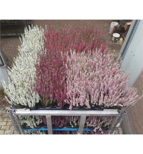 Pl. calluna vulgaris 30cm x12 - CALVUL121130