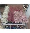 Pl. calluna vulgaris 30cm x12 - CALVUL121130