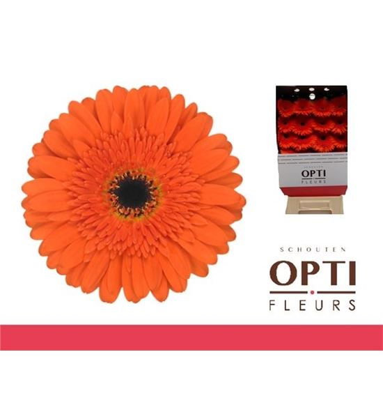 Gerbera candela 50 x15 - GERCAN5015