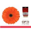 Gerbera candela 50 x15 - GERCAN5015