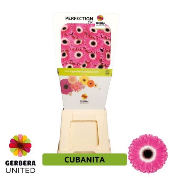 Gerbera cubanita 50 x15 - GERCUB5015