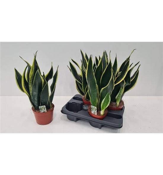 Pl. sanseveria diverso 45cm x4 - SANDIV41445