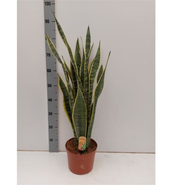 Pl. sanseveria laurentis 90cm x1 - SANLAU12180