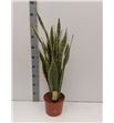 Pl. sanseveria laurentis 90cm x1 - SANLAU12180