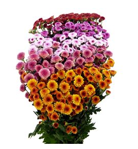 Cr santini tyolo mixto 55 - CRSTYOMIX