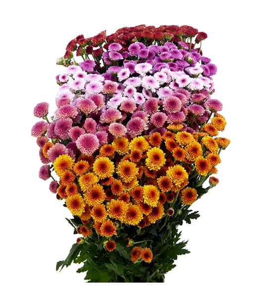 Cr santini tyolo mixto 55 - CRSTYOMIX