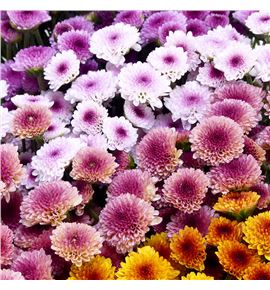 Cr santini tyolo mixto 55 - CRSTYOMIX