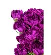 Clavel short morado - CLACOLMOR1