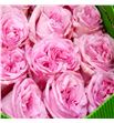 Rosa ecu o hara 40 - REOHAR1