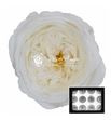 Rosa preservada amelia white 01 12 unid - ROSPREAMEWHI01