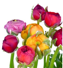 Ranunculo mixto - RANMIX