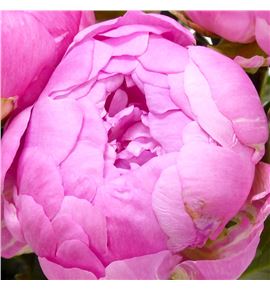 Paeonia dinner plate 60 - PAEDINPLA