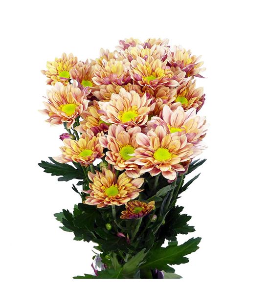 Marg hol serenit sweet peach - MHSERPEA