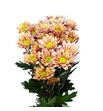 Marg hol serenit sweet peach - MHSERPEA