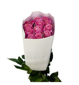 Rosa ecu hermosa 50 - REHER