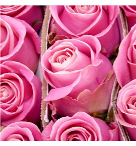Rosa ecu hermosa 50 - REHER