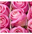 Rosa ecu hermosa 50 - REHER1