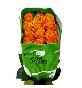 Rosa ecu nexus 50 - RENEX