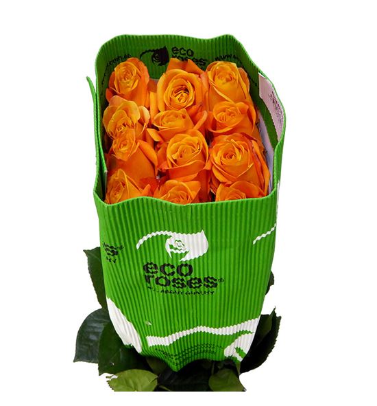 Rosa ecu nexus 50 - RENEX