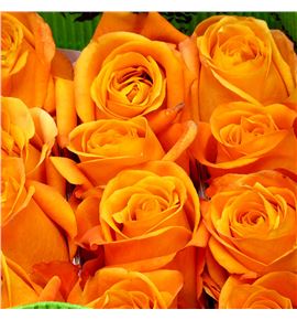 Rosa ecu nexus 50 - RENEX