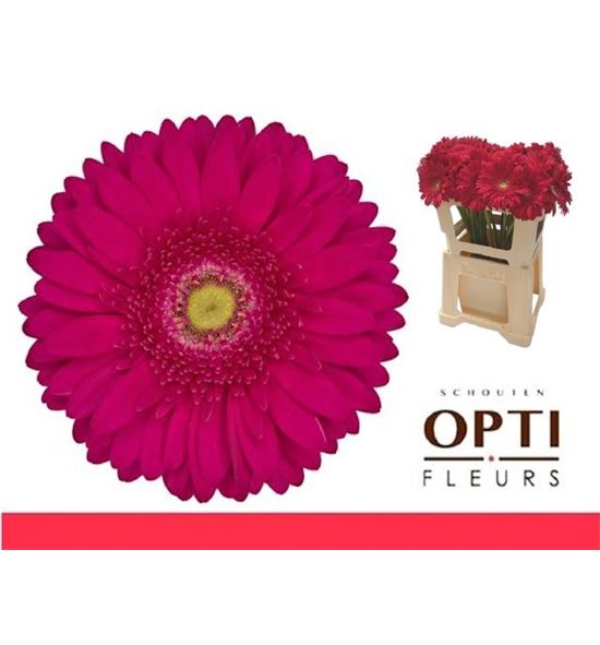 Gerbera riley 50 x10 - GERRIL5010