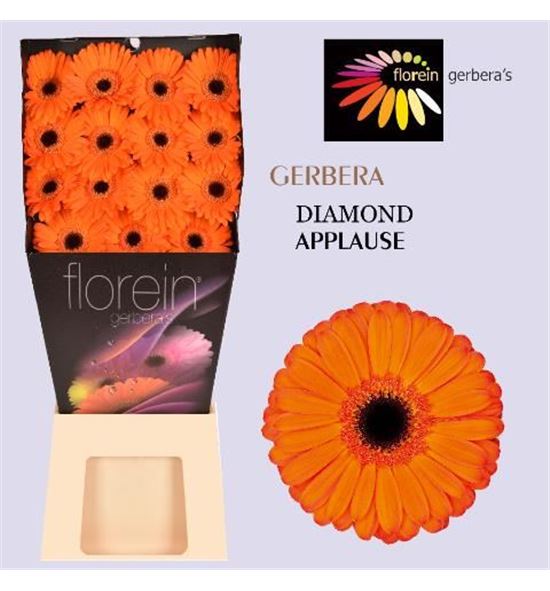 Gerbera applause 50 x15 - GERAPP5015