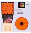 Gerbera applause 50 x15 - GERAPP5015