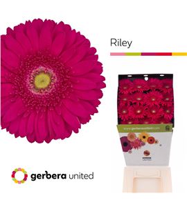 Gerbera riley 50 x15 - GERRIL5015