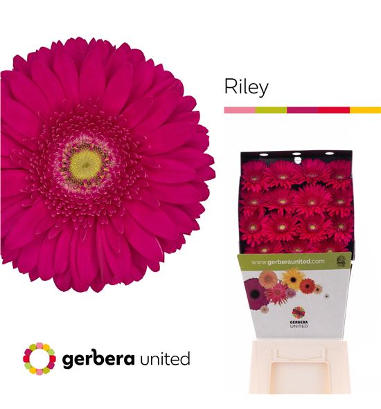 Gerbera riley 50 x15 - GERRIL5015